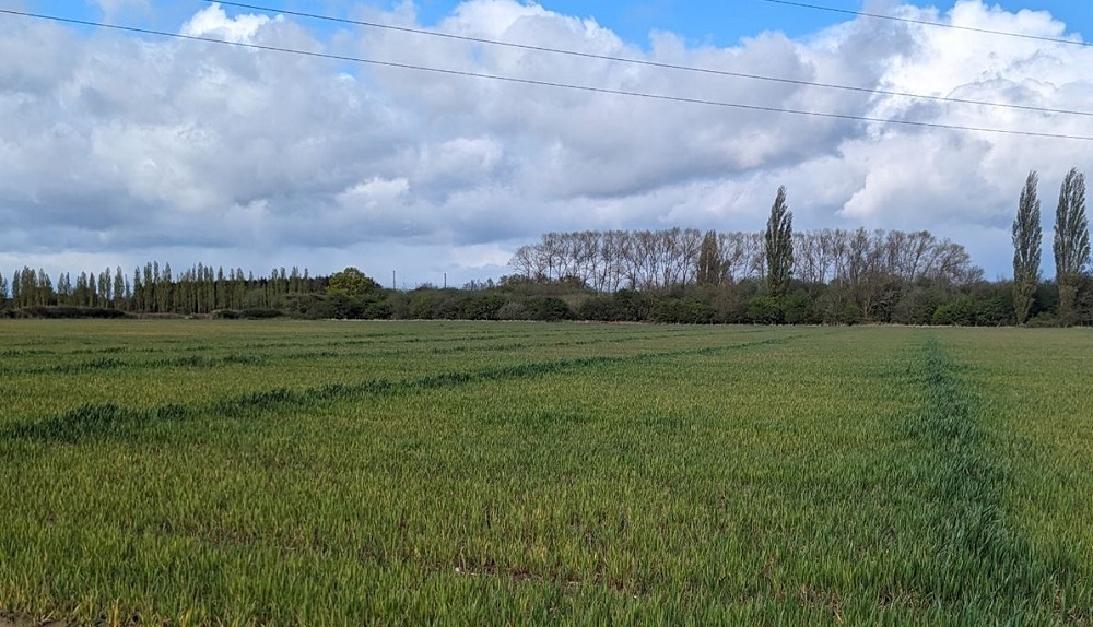 Stunted, yellow winter wheat between field drains